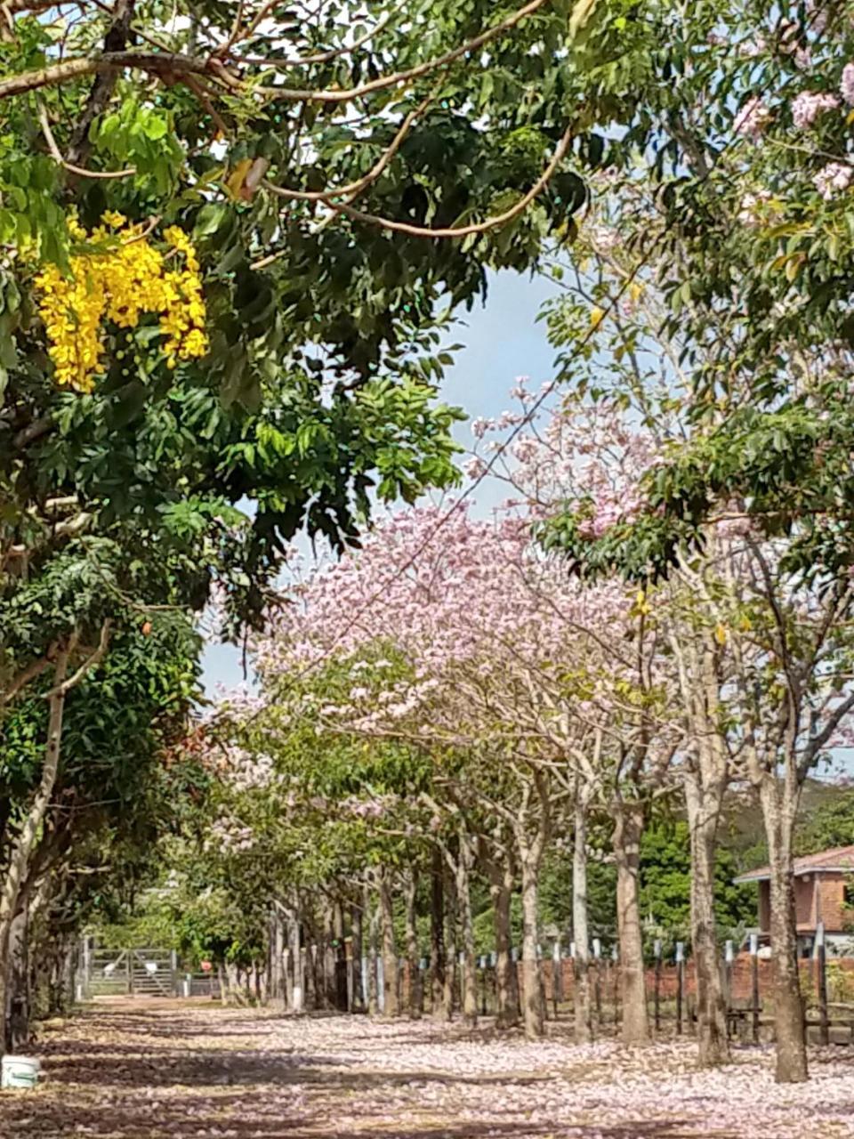 Chale Quintal Amazon Hotel Macapa  Luaran gambar